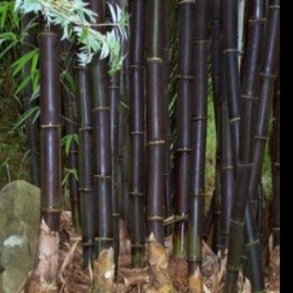 SEEDS - Black Phyllostachys Nigra Bamboo